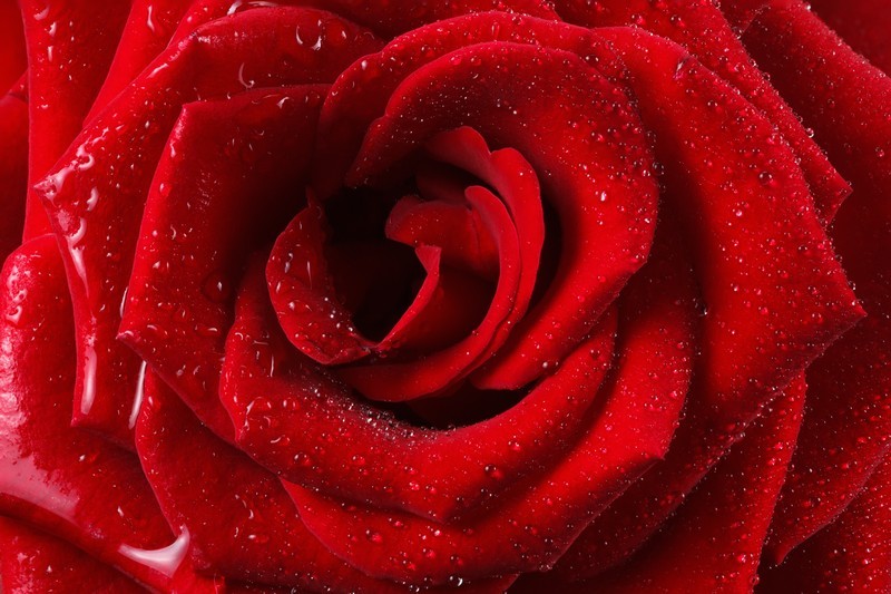 Фотообои Капли росы на красной розе