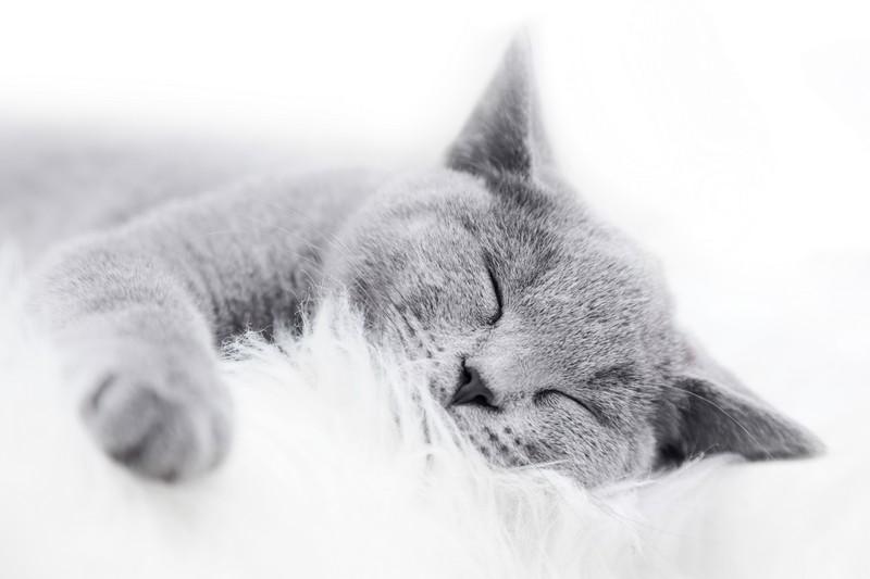 Фотообои Спящий кот 