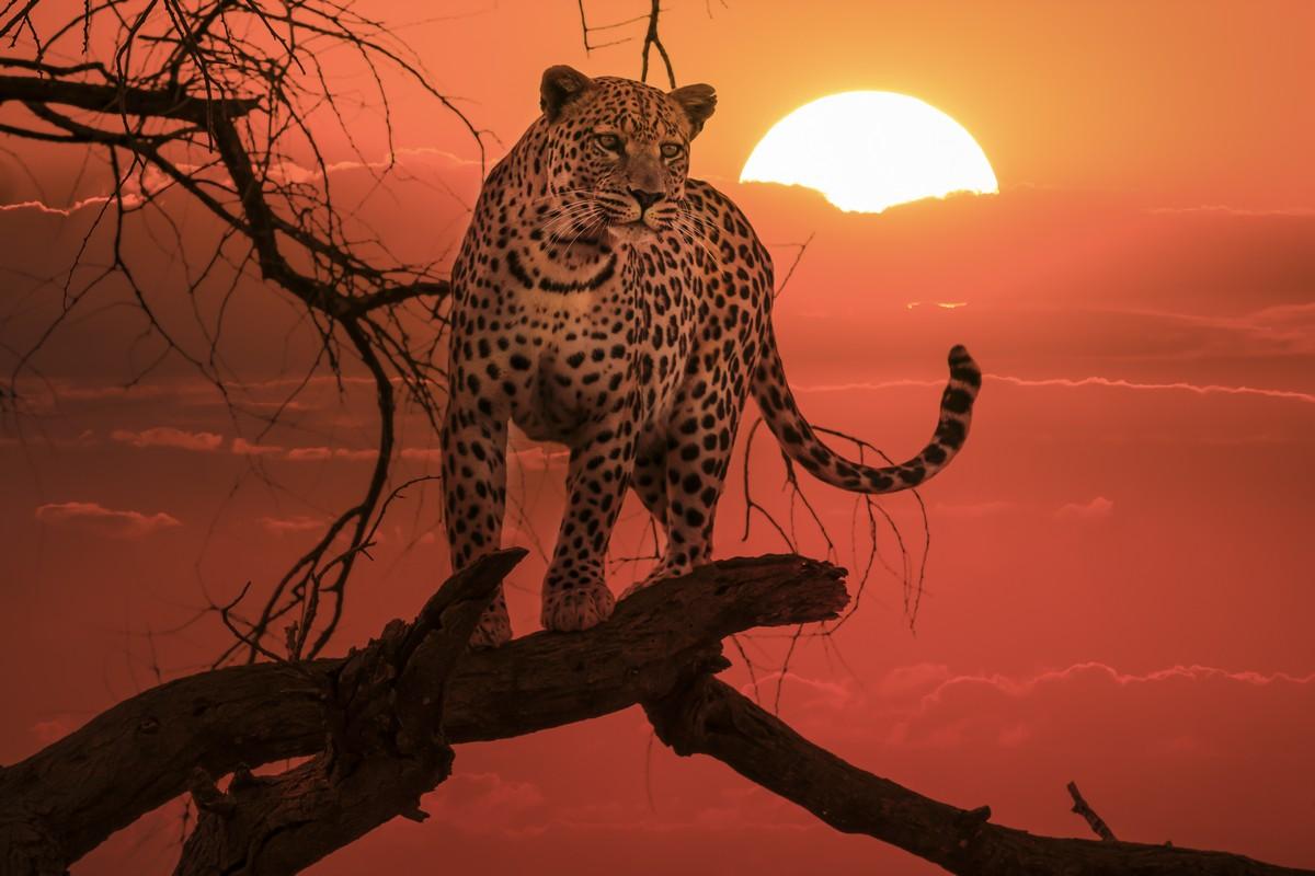 Фотообои Леопард на закате 