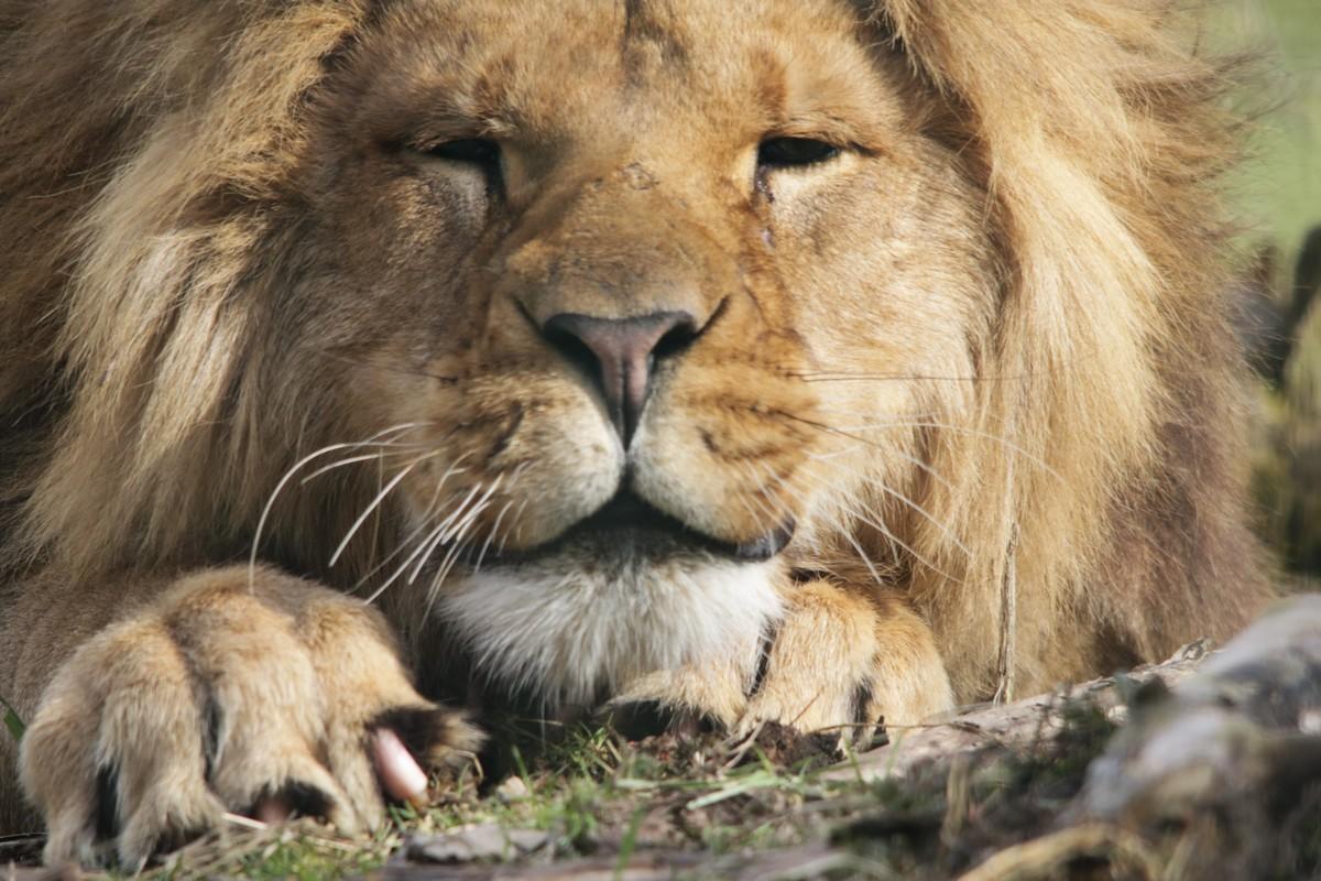 Фотообои Спящий лев 