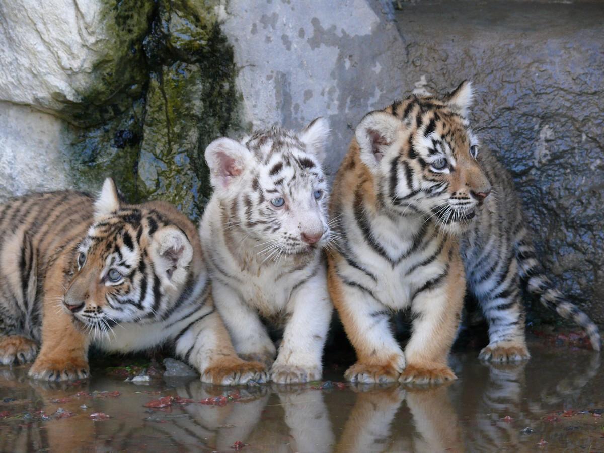 Фотообои Маленькие тигрята 