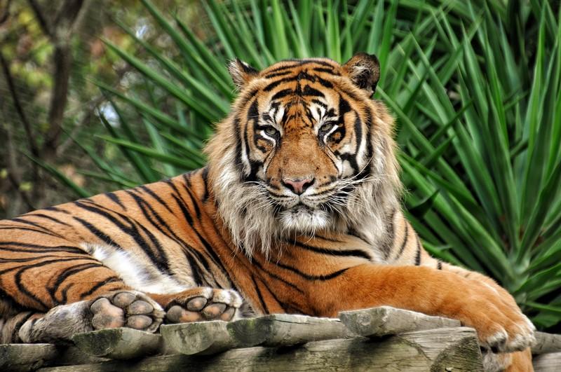 Фотообои Тигр во всей красе 