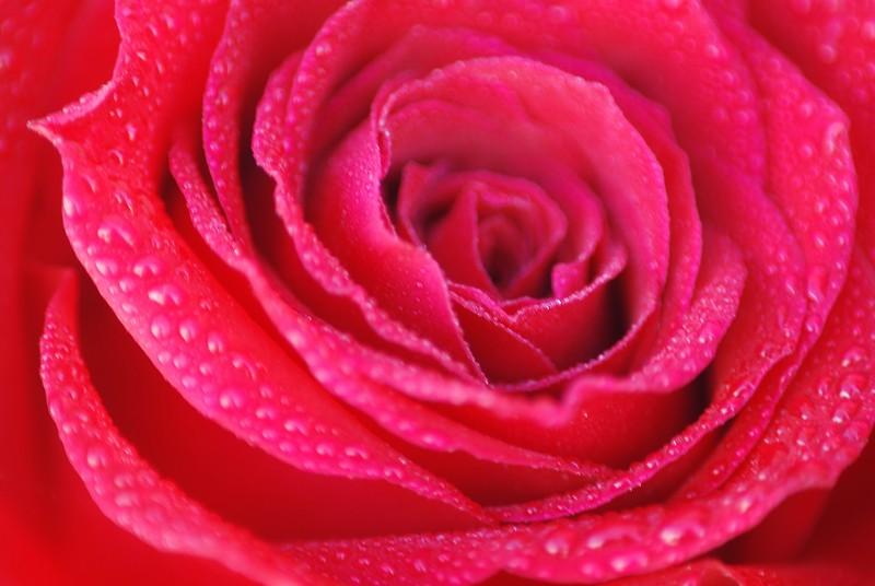 Фотообои Капли росы на лепестках роз