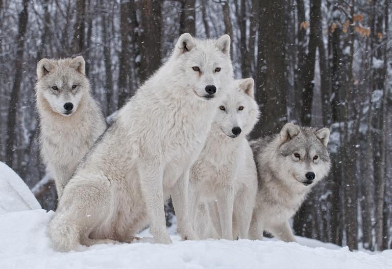 Фотообои Стая белых волков зимой