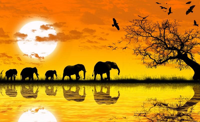 Фотообои Стадо слонов в саванне на закате