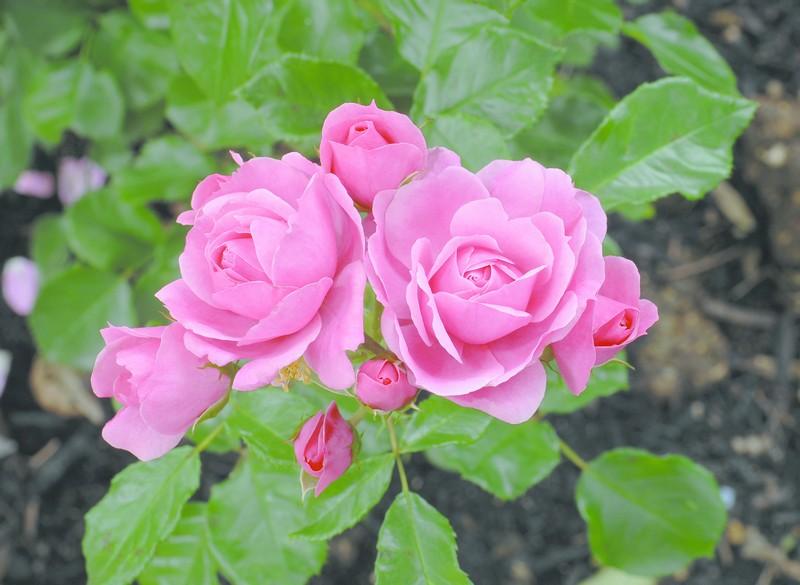 Фотообои Кустовая роза 