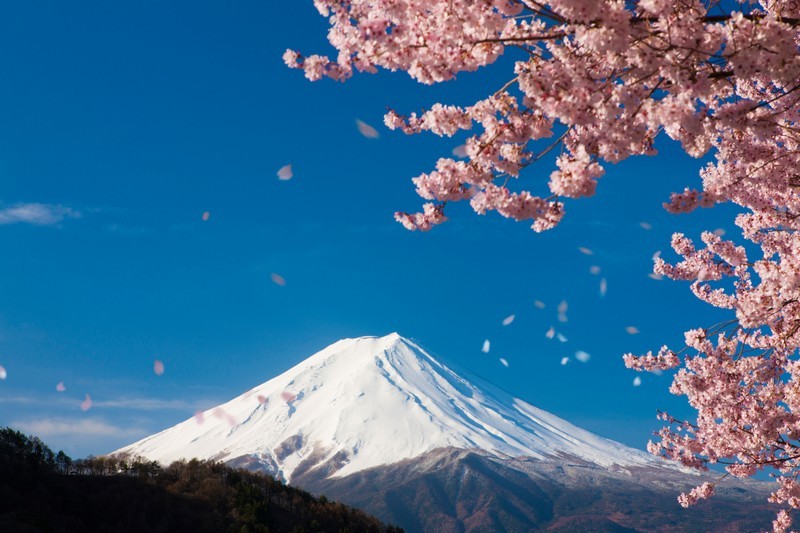 Фотообои Ветка сакуры на фоне горы, Япония