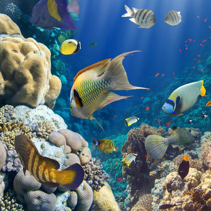 Фотообои Рифовые рыбы