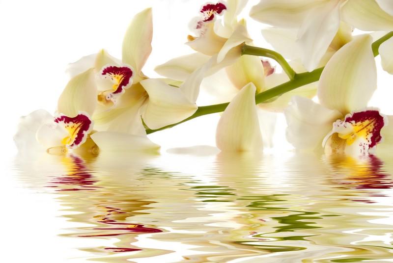 Фотообои Орхидея над водой