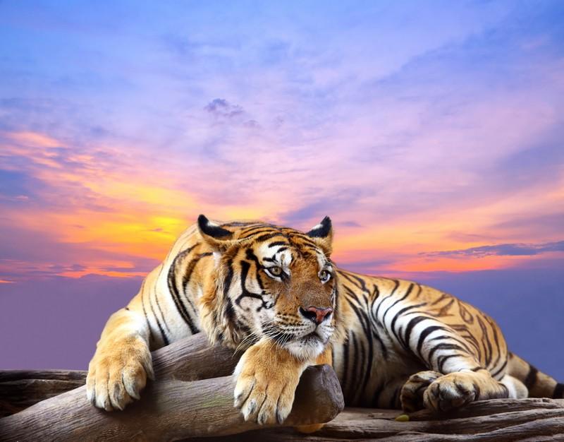 Фотообои Отдыхающий тигр на закате 