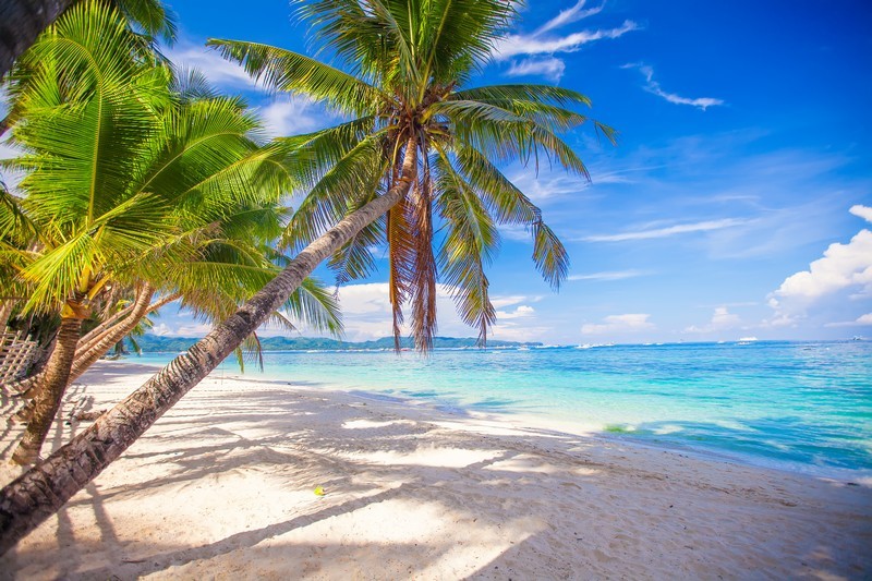 Фотообои Пальмы на побережье, сказочный пляж