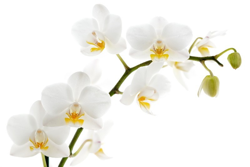 Фотообои Белая орхидея на белом фоне