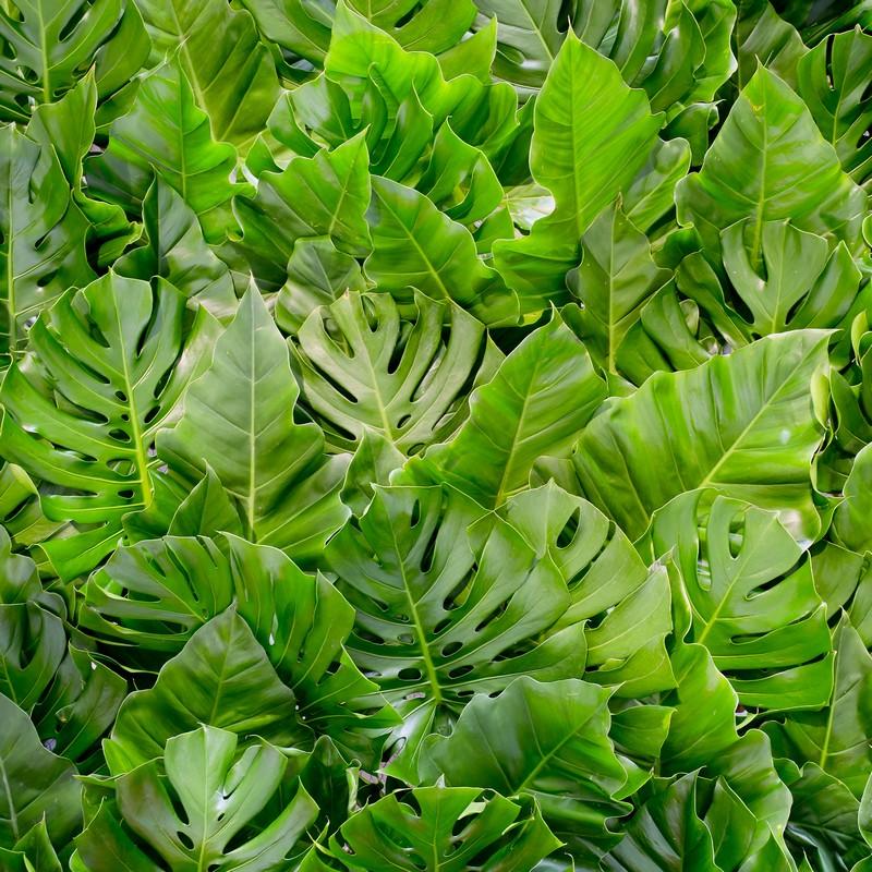 Фотообои Большая зеленая листва