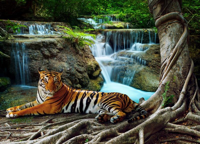 Фотообои Тигр на фоне водопадов 