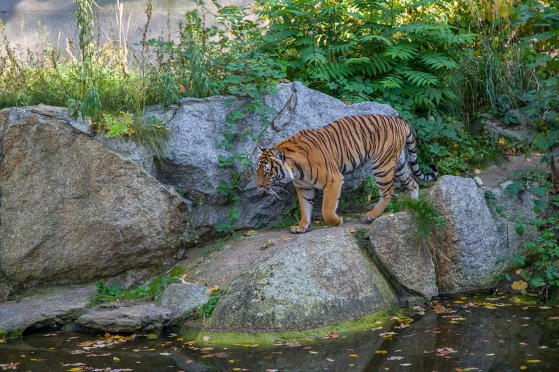 Фотообои Тигр на камне возле воды 