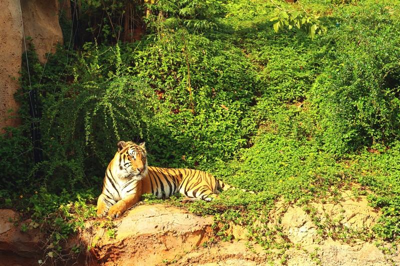 Фотообои Тигр на горе