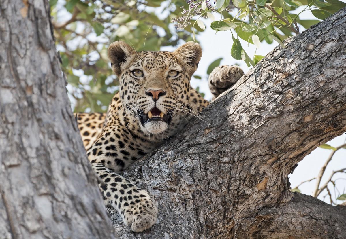 Фотообои Леопард на дереве 