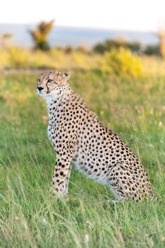 Фотообои Леопард в траве 