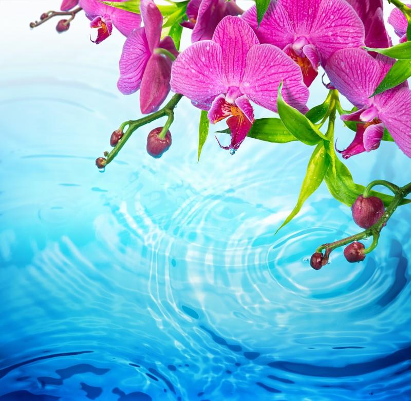 Фотообои Пурпурная орхидея над водой