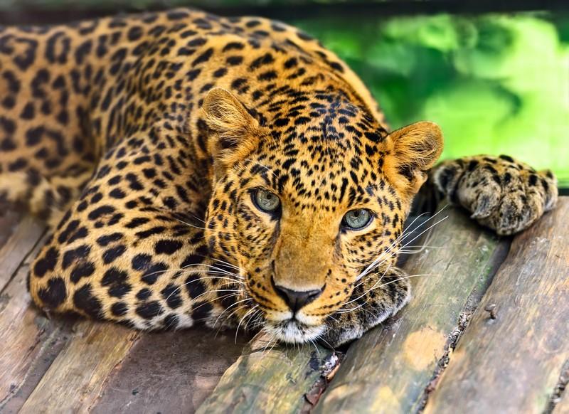 Фотообои Задумчивый леопард