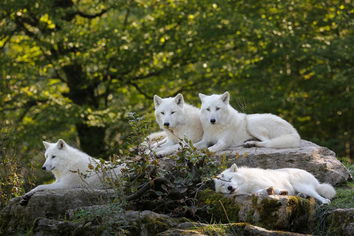 Фотообои Стая белых волков 