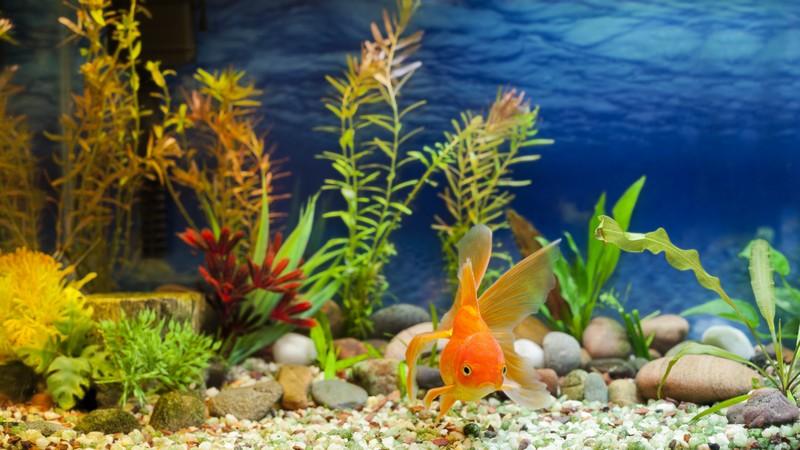 Фотообои Золотая рыбка в аквариуме 