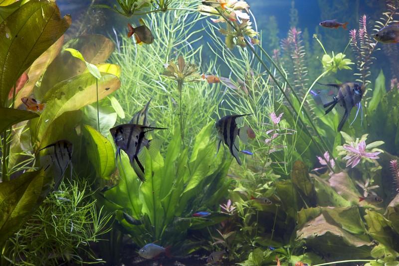 Фотообои Рыбки в аквариуме 